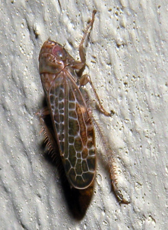 Aphrophoridae? [ Cicadellidae]